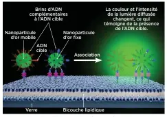  ??  ?? La technique des chimistes sud-coréens (ci-dessus) parvient à détecter quelques dizaines de molécules d’ADN seulement.