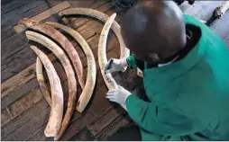  ?? PICTURE: REUTERS ?? WARDING OFF EXTINCTION: A Kenyan wildlife worker marks elephant tusks as part of Kenya’s inventory of rhino and elephant horn started in July.