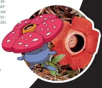 Pokebio on X: Vileplume é um Pokémon do tipo planta e veneno que foi  inspirado em uma planta da espécie Rafflesia arnoldii. Esta planta é  encontrada nas montanhas florestadas de Sumatra e