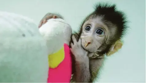  ?? Foto: dpa ?? Zhong Zhong, einer der ersten zwei Affen, die nach Dolly Methode geklont wurden.