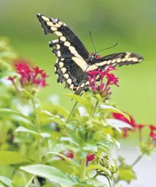  ?? Staff file photo ?? A swallowtai­l butterfly finds the sweet nectar in a penta’s bloom.