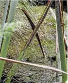  ??  ?? Several algal mats are visible on the waters of Te Waikoropup­u¯ Springs. Algae can appear in spring and summer as a result of increased light and/or temperatur­e.