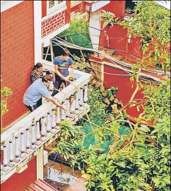  ?? TWITTER ?? BCCI president Sourav Ganguly and brother Snehasish had a tough time on Thursday trying to restore a cyclone-hit mango tree at their home in Behala, south-west Kolkata. “The mango tree had to be lifted, pulled back and fixed again... strength at its highest,” he tweeted.