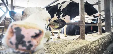  ?? SEAN KILPATRICK/THE CANADIAN PRESS FILE PHOTO ?? Class 7 has aided production of more milk and butter, with farmers seeing less of a downside for skim milk after-products.