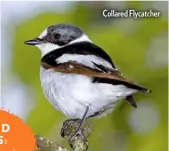  ??  ?? Collared Flycatcher