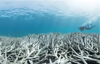  ?? Photo: Underwater Earth ?? Coral bleaching at Heron Island in the Great Barrier Reef.