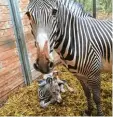  ?? Foto: Zoo Augsburg ?? Zebrastute Kibale brachte Nachwuchs zur Welt.