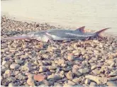  ?? Photo: Courtesy of Wei Qiwei ?? A Chinese paddlefish found in Yichang, Central China’s Hubei Province in 1993.