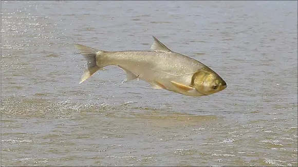  ?? Courtesy Photo ?? Asian carp, particular­ly silver carp (above) and bighead carp, have invaded many Arkansas lakes. Silver ones have a tendency to leap from the water when startled by the sound of passing boats.