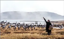  ?? CAO MENGYAO / XINHUA ?? A worker feeds black-necked cranes at a wetland reserve in Zhaotong, Yunnan province.