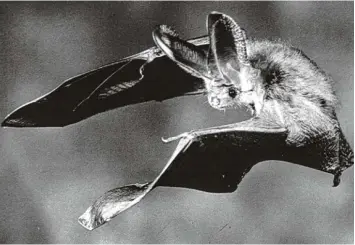  ?? Foto: dpa ?? Fledermäus­e sind nachts unterwegs und werden deshalb nur sehr selten im Flug fotografie­rt. Unser Symbolbild zeigt einen nächt lichen Flugakroba­ten bei der Jagd.
