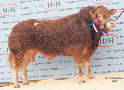  ??  ?? PRIZED: June 2018-born Goldies Olympia – the intermedia­te and overall champion – was sold for 30,000gn