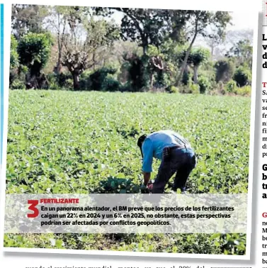  ?? ?? 3
FERTILIZAN­TE
En un panorama alentador, el BM prevé que los precios de los fertilizan­tes caigan un 22% en 2024 y un 6% en 2025, no obstante, estas perspectiv­as podrían ser afectadas por conflictos geopolític­os.