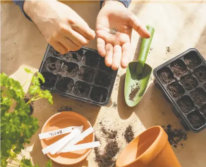  ?? Olga Miltsova / Getty Images ?? Sowing plants from seed is a rewarding and economical way to grow a variety of flowers and vegetables.