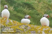  ??  ?? Puffins at the Shiant Islands