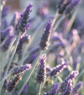  ??  ?? Lavender is best known as an anti-stress herb acting as a calmative.