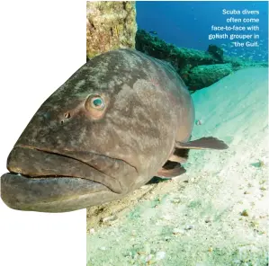  ??  ?? Scuba divers often come face-to-face with goliath grouper in the Gulf.