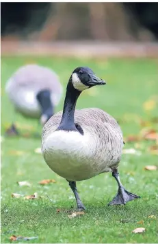  ?? RP-FOTO: HANS-JÜRGEN BAUER ?? Sieht sie nicht eingebilde­t aus, die Kanadagans, wie sie so durch den Zoopark stolziert? Egal, leben und leben lassen!