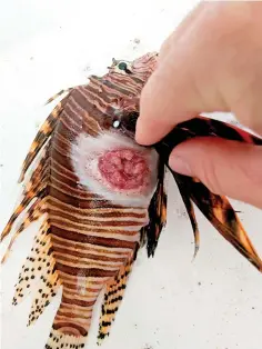  ?? Alex Fogg via AP ?? ■ A lionfish caught in Destin, Fla., with an open sore is seen in 2018. A disease caused the sores on lionfish in the Gulf of Mexico and Caribbean in 2017 and 2018 and appears to have contribute­d to an abrupt drop in their numbers, according to a study published online Tuesday by Scientific Reports. But scientists are quick to note that this is probably far from the end of the showy invasive fish.