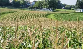  ?? Andrew Rush/ Post- Gazette ?? The coronaviru­s pandemic has brought hard times for many farmers and has imperiled food security both in the cities and the countrysid­e. This cornfield is in Marshall.