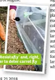  ??  ?? Left, carrot ‘Resistafly’ and, right, a mesh barrier to deter carrot fly