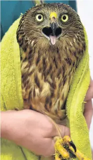  ?? PHOTOS: GREGOR RICHARDSON ?? Wrapping a raptor . . . The injured harrier hawk at the Dunedin Wildlife Hospital.