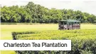  ??  ?? Charleston Tea Plantation