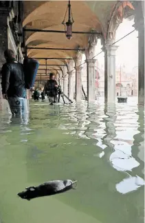  ?? EMILIANO CRESPI THE ASSOCIATED PRESS ?? A dead rat floats in St. Mark’s Square in Venice, Italy, as exceptiona­lly high tidal waters returned to the famous city on Friday, covering the historic square in knee-high water.