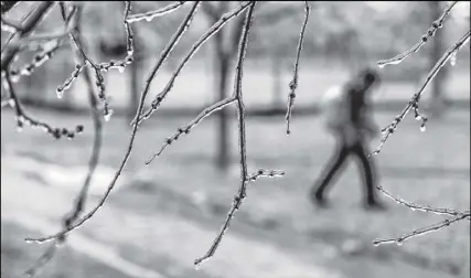  ?? CP PHOTO ?? A man walks through a park following freezing rain Monday in Montreal.