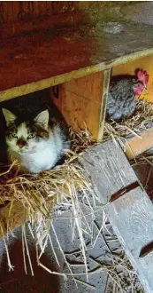  ??  ?? Die Schwiegerm­utter von Tobais Mangold hat Katze Simba und Huhn Berta in Inchenhofe­n bei Aichach fotografie­rt.