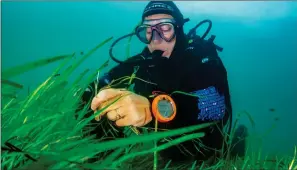  ?? ?? „ A volunteer diver from Project Seagrass gathers seeds from the seabed in order to cultivate and restore the marine environmen­t