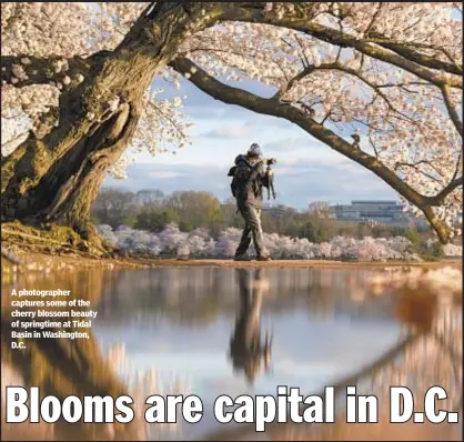  ??  ?? A photograph­er captures some of the cherry blossom beauty of springtime at Tidal Basin in Washington, D.C.