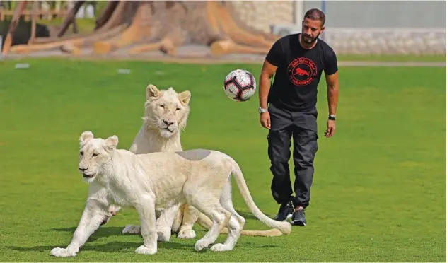  ?? Agence France-presse ?? ↑
A trainer throws a ball towards two white lions at the Al Buqaish private zoo in Sharjah.