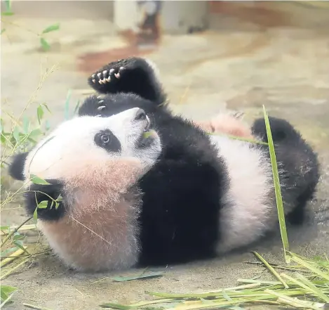  ??  ?? Female giant panda cub Xiang Xiang plays in a cage during a press preview at the Ueno Zoological Gardens in Tokyo. The six-month-old panda has made a special appearance before Tokyo’s governor, a group of local schoolchil­dren and the media one day...