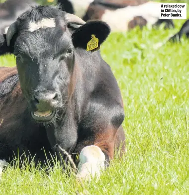  ??  ?? A relaxed cow in Clifton, by Peter Banks.