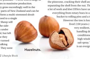  ??  ?? Hazelnuts.
