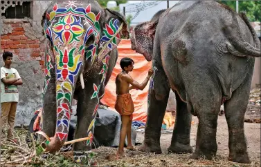  ?? REUTERS ?? A mahout paints his elephant on the eve of the annual Rath Yatra outside the Jagannath temple in Ahmedabad on Saturday.