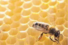  ?? FOTO: DPA ?? Der von Bienen produziert­e Nektar kann manchmal besser helfen als manch ein chemisch hergestell­tes Medikament.