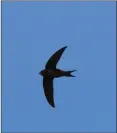  ??  ?? A swift in flight.