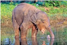  ??  ?? Elephant calf with a damaged mouth trying to drink water. Playful calves like this often fallen victim to Hakka Patas with nearly half of the elephant calves died in 2019 are fallen victim to Hakka Patas (c) courtesy Department of Wildlife Conservati­on