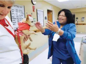  ??  ?? Nurse Pam Mandody is all smiles when she encounters Peter, a pet therapy dog, at the hospital. Pet owner Brenda Bowker, left, holds the 12-year-old Yorkie/Chihuahua mix.