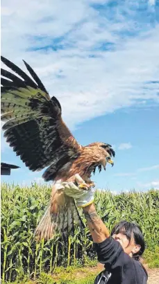  ?? FOTO: WILDVOGELP­FLEGESTATI­ON WESTHAUSEN ?? Wildvogelp­flegestati­ons-Leiterin Karin Rentschler wildert einen Milan aus. Das sei schlussend­lich immer das Ziel ihrer Arbeit.