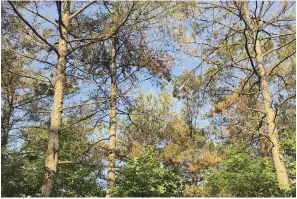  ?? (Special to The Commercial/Michael Blazier/University of Arkansas at Monticello) ?? Experts suspect that pine trees in Arkansas are suffering from a combinatio­n of stressors — including weatherrel­ated issues, insect pressure and disease.