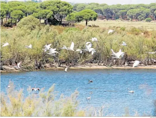  ?? ARCHIVO ?? El ecosistema del paraje natural Marismas del Odiel contiene más biodiversi­dad que la selva y está a sólo un paso de la capital onubense.