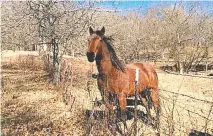  ?? CONTRIBUTE­D PHOTO ?? Misty Blue, a 17-year-old Tennessee Walking Horse, was found shot dead this week.