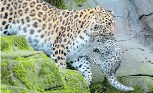  ?? Picture: PA IMAGES VIA GETTY IMAGES / JOE GIDDENS ?? VERY RARE: An Amur leopard, Esra, carries one of her six-week-old twin cubs around their enclosure at Colchester Zoo in Essex. The birth of the pair in September 2019 is a boost to the species, with only about 60 Amur leopards left in the wild. This leopard is a subspecies native to the Primorye region of southeaste­rn Russia and northern China. It is listed as critically endangered on the IUCN Red List.