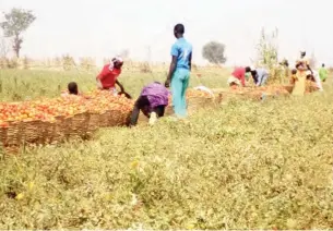  ??  ?? Farmers parking tomato in baskets at Dantankari, Katsina state