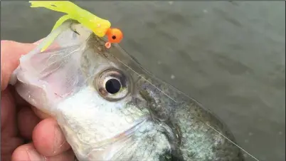  ?? Simonson Photo. ?? This large-eyed white crappie targeted a standard jig-and-tube combo. Even the smallest suggestion of an eye on a lure gives predators a target to key in on and adds a bit of realism to any lure, no matter how gaudy or non-natural it might seem.