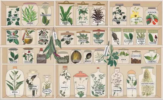  ?? / Cortesía ?? Los investigad­ores cruzaron 3.597 especies de plantas que se asociaron a 12.495 usos curativos que solo se conocen en 236 lenguas indígenas.