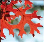  ??  ?? Arboretum of the University of Pennsylvan­ia/PAUL W. MEYER Scarlet oak